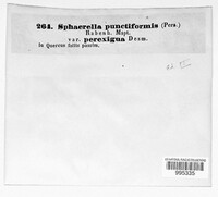 Mycosphaerella punctiformis image